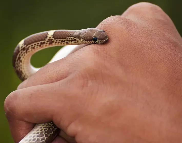 dangerous animals in Mauritius