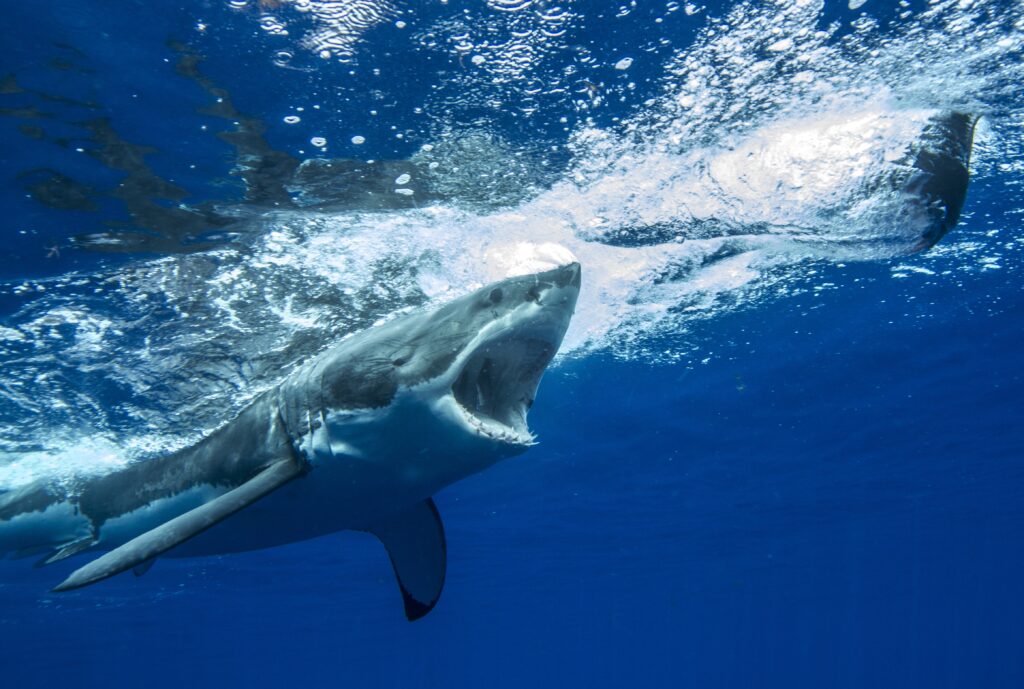 no Shark attack in Mauritius 