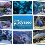 Odysseo Oceanarium Mauritius