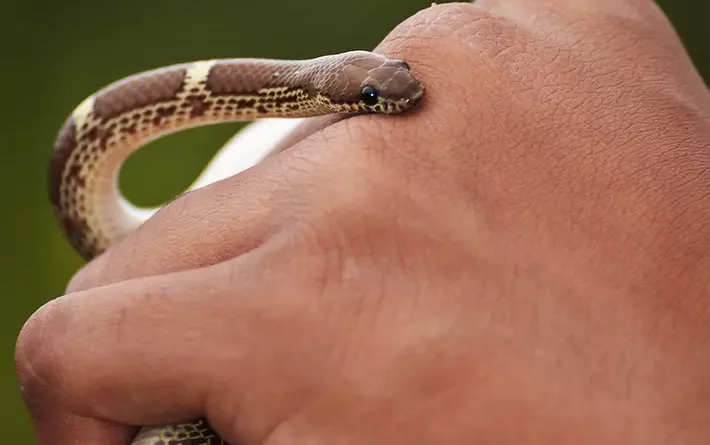 dangerous animals in Mauritius