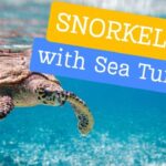 snorkeling with sea turtles