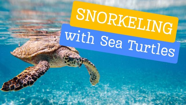 snorkeling with sea turtles
