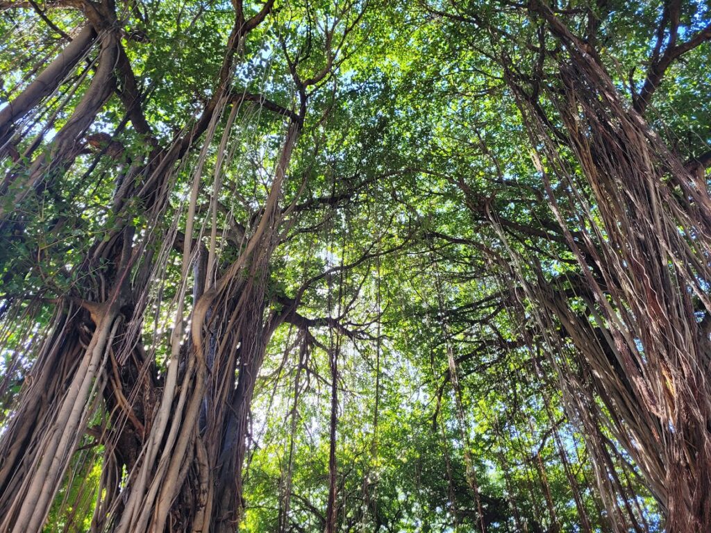 Les Jardins De La Compagnie