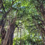 Les Jardins De La Compagnie