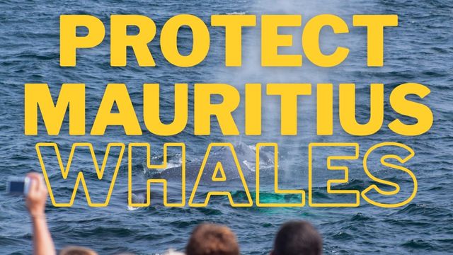 protect mauritius whales