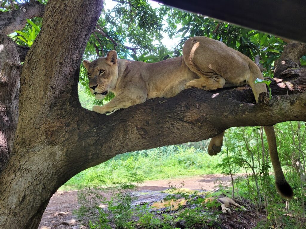 Lion Walk at Casela Nature Parks