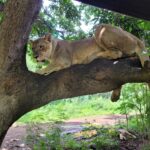 Lion Walk at Casela Nature Parks