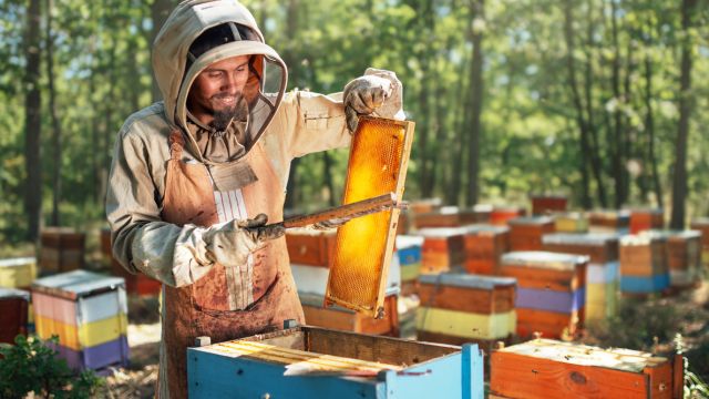 Shangri-La Le Touessrok Leads the Way in Sustainability with Expanded Beehive Project