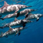 swimming with dolphins