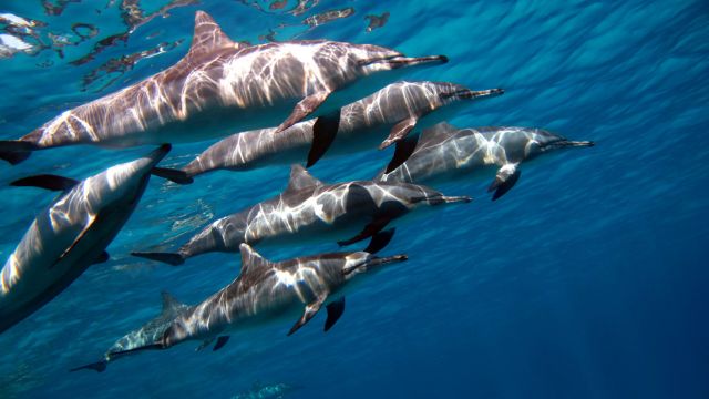 swimming with dolphins
